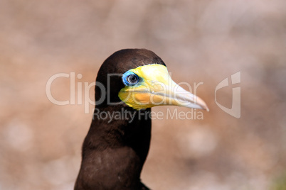 Brown Booby