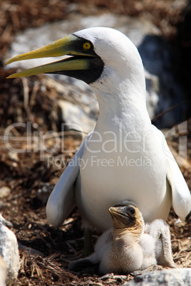 white booby