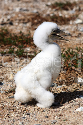 white booby