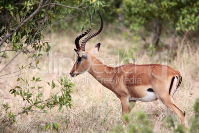 Impala