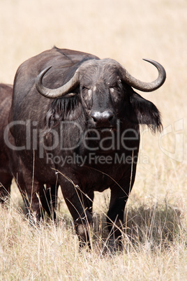 African Buffalo