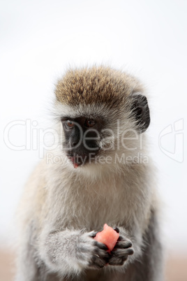 Vervet Monkey