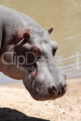 happy Hippopotamus