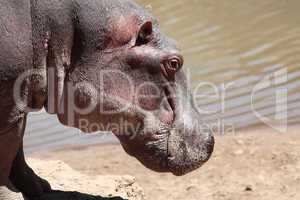 happy Hippopotamus
