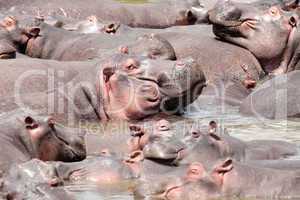 happy Hippopotamus