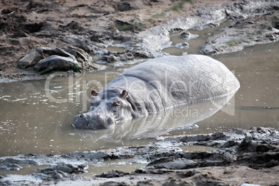 happy Hippopotamus