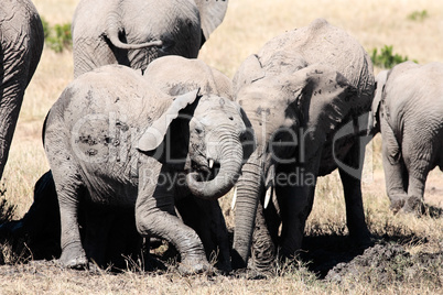 bunch of elephants