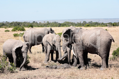 bunch of elephants