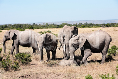 bunch of elephants