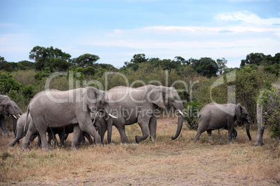 bunch of elephants