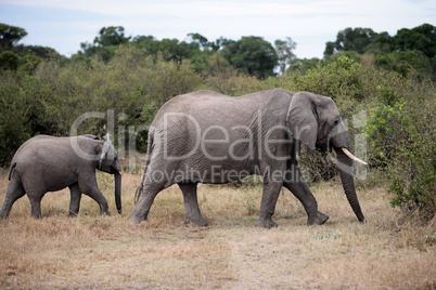 bunch of elephants