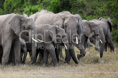 bunch of elephants