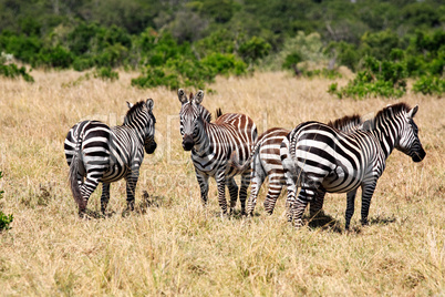 Grevy's Zebra