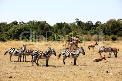 Grevy's Zebra