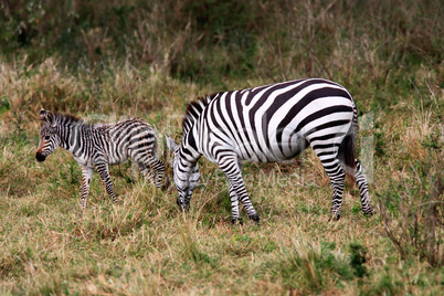 Grevy's Zebra