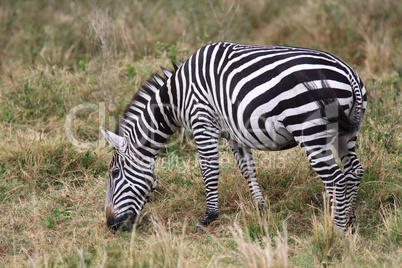 Grevy's Zebra