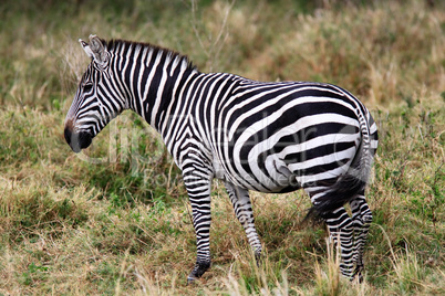 Grevy's Zebra