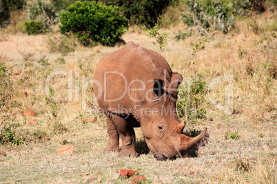 White Rhinoceros