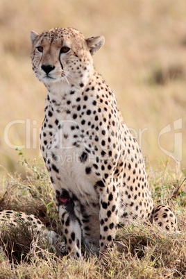 Cheetah