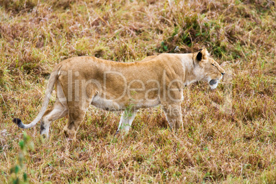 female Lion hunting