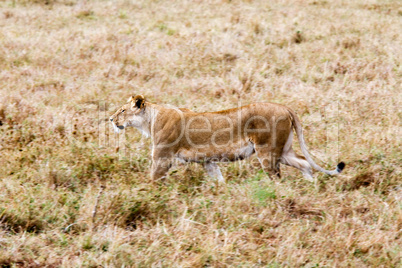 female Lion hunting