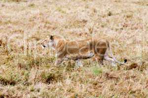 female Lion hunting