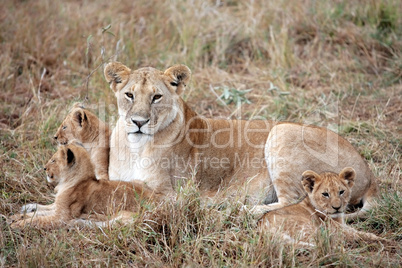 female Lion and lion cub