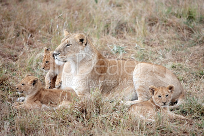 female Lion and lion cub
