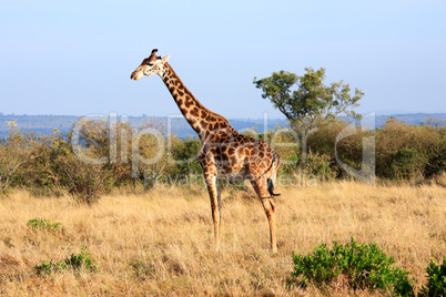 Masai or Kilimanjaro Giraffe