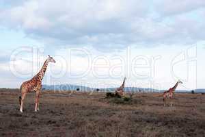 Masai or Kilimanjaro Giraffe