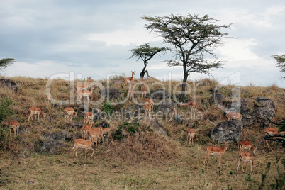 Impala