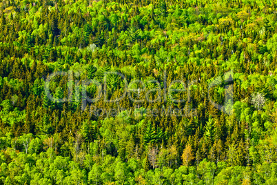 trees forest sacaomie lake in quebec canada