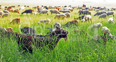 ram and goat herd