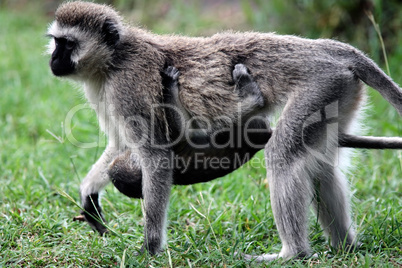 Vervet Monkey