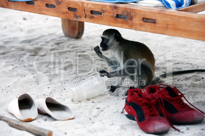 Vervet Monkey