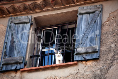 cat at the windows