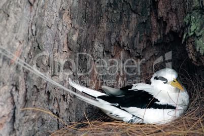 White tailed Tropicbird