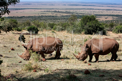 White Rhinoceros