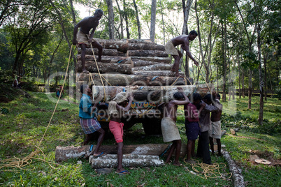 Plantation Tree Harvesting in forest in  Kerala state indi