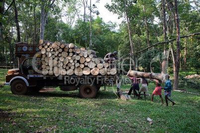 Plantation Tree Harvesting in forest in  Kerala state indi