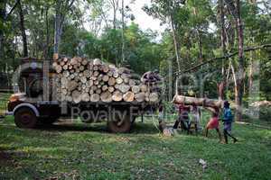 Plantation Tree Harvesting in forest in  Kerala state indi