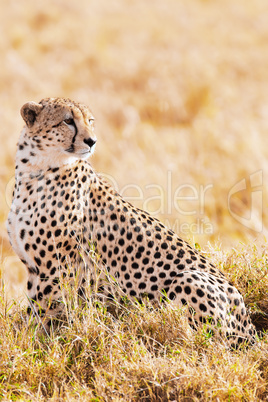 Cheetah