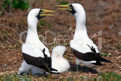 white booby