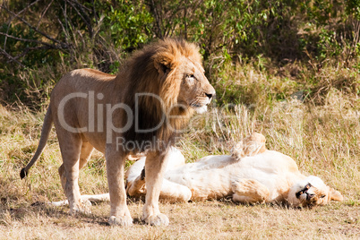 female and male Lion