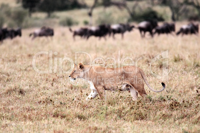 female Lion hunting