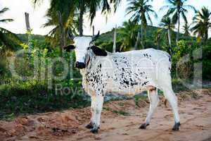 cows in bahia