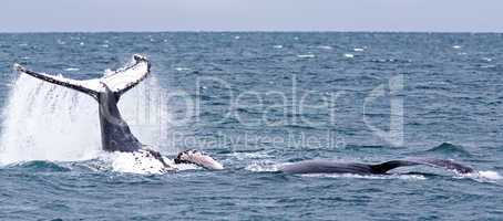 Humpback Whale