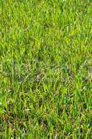 wheat in the blade in a field