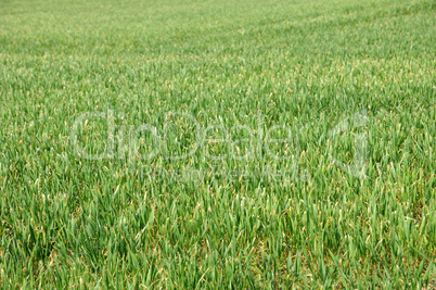 wheat in the blade in a field