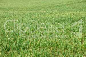 wheat in the blade in a field